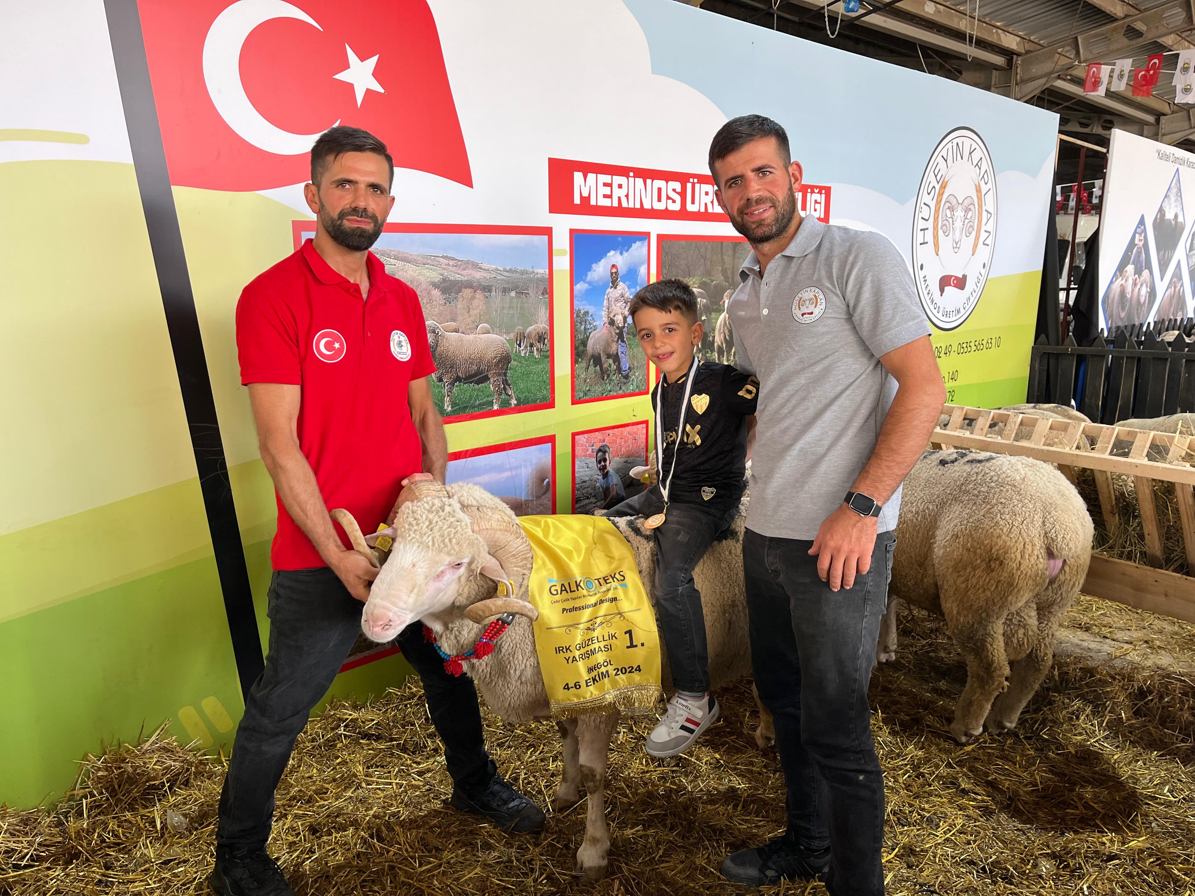 1071 Malazgirt Karacabey Merinos şampiyon damızlık koç — Hüseyin Kaplan Merinos Çiftliği Bursa