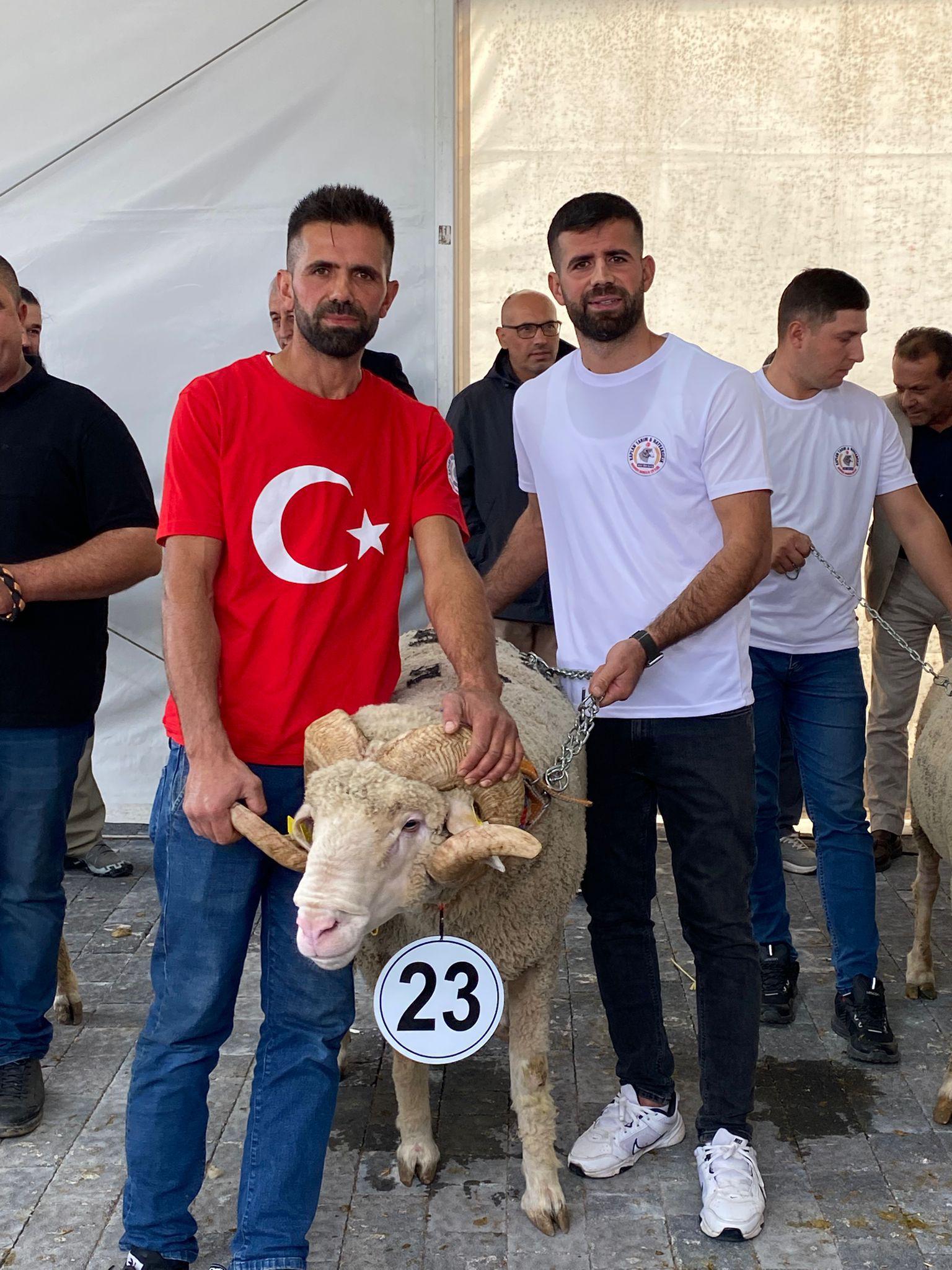 Fatih 1453 fuar şampiyonu Karacabey Merinos damızlık koç — Hüseyin Kaplan Merinos Çiftliği