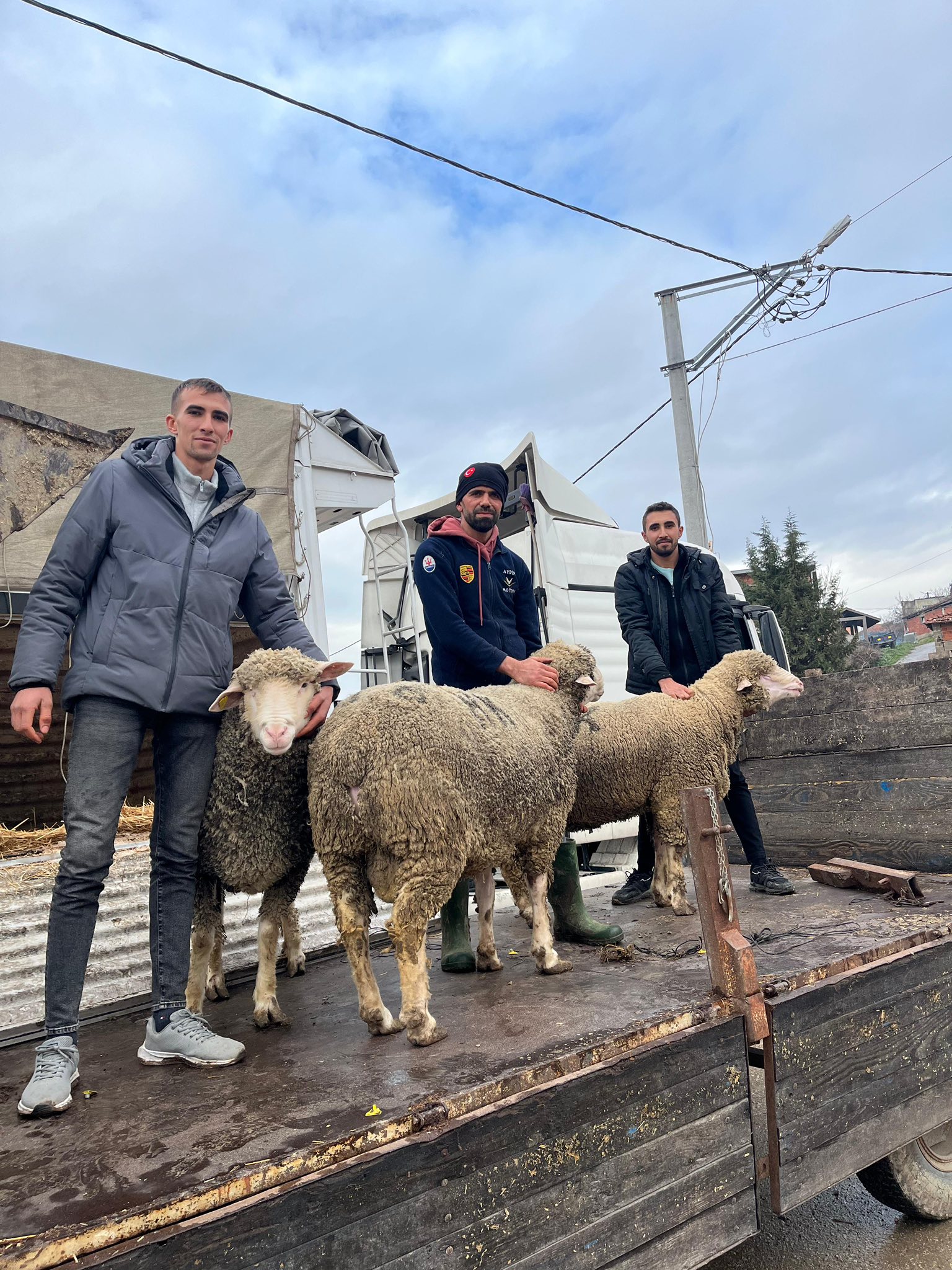 Satışı yapılan Karacabey Merinos damızlık koç görüntüsü