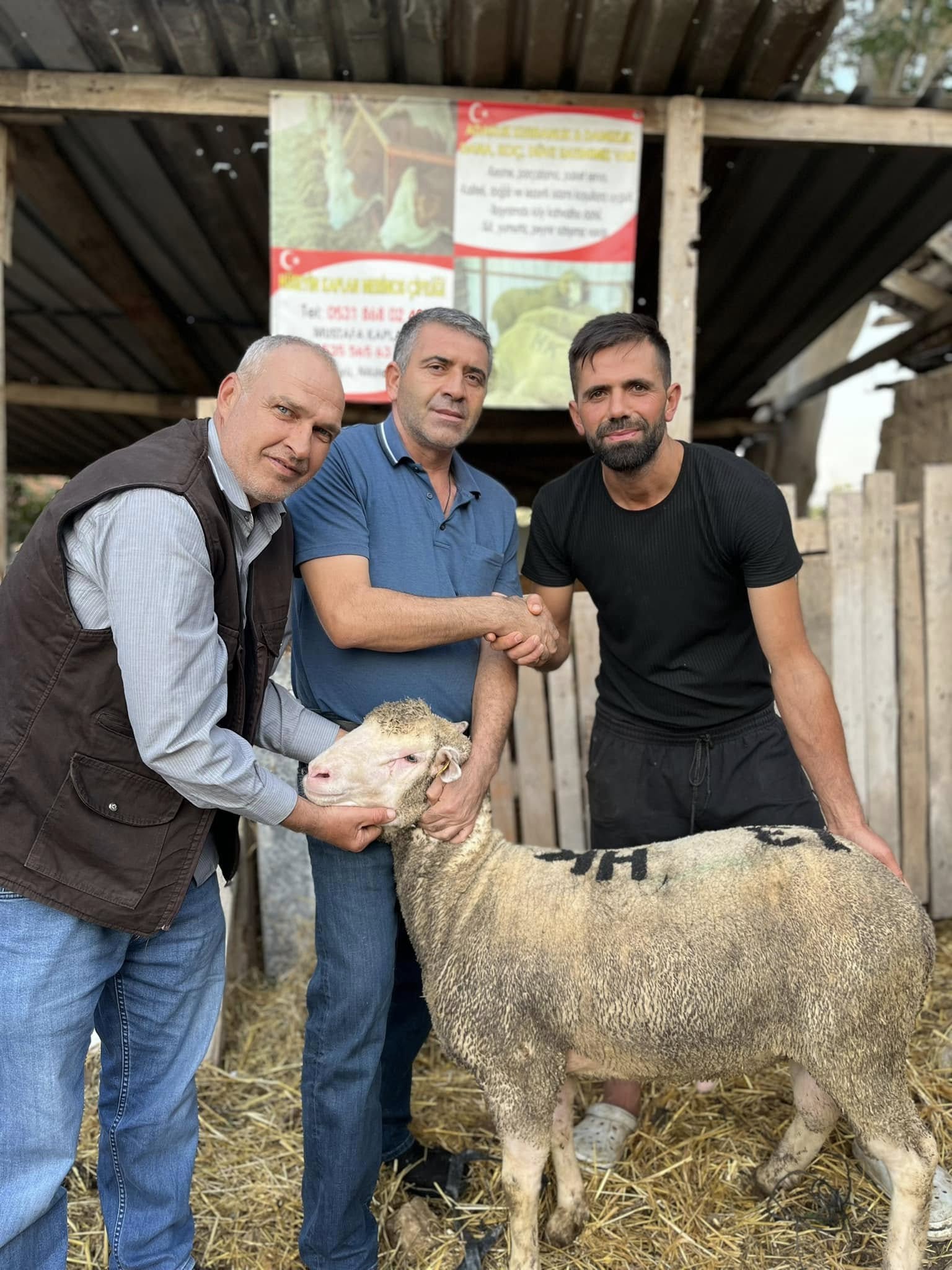 Çiftlikten satış görüntüsü — Karacabey Merinos koç