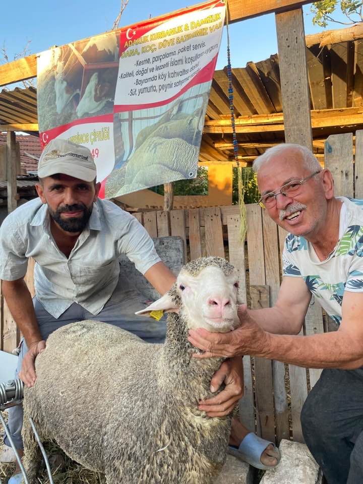 Yarışma veya fuar anı — Merinos damızlık